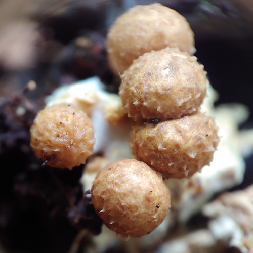 Geastrum courtecuissei (Photo 3 of 4)