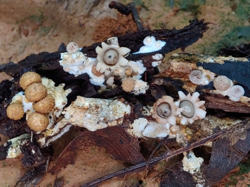 Geastrum courtecuissei (Photo 4 of 4)