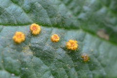 Phragmidium rubi-idaei