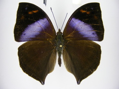 Kallimoides rumia rattrayi