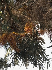 Grevillea robusta