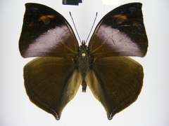 Kallimoides rumia rattrayi