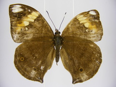 Kallimoides rumia rattrayi