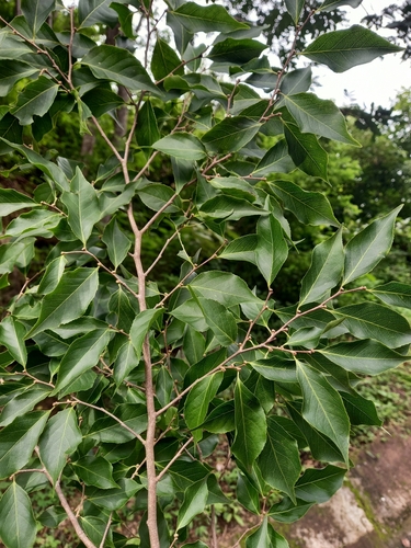 Maracaibo-boxwood (Casearia praecox)