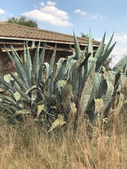 Agave americana