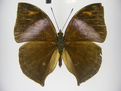 Kallimoides rumia rattrayi