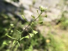 Capsella bursa-pastoris