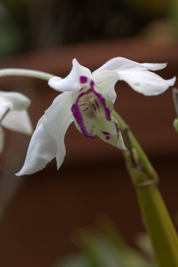 Dendrobium rhodostictum