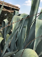 Agave americana