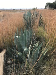 Agave americana
