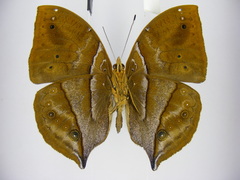 Kallimoides rumia rattrayi