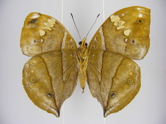 Kallimoides rumia rattrayi