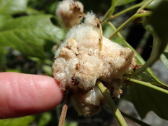 Callirhytis quercusoperator