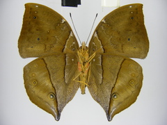 Kallimoides rumia rattrayi