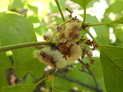 Callirhytis quercusoperator