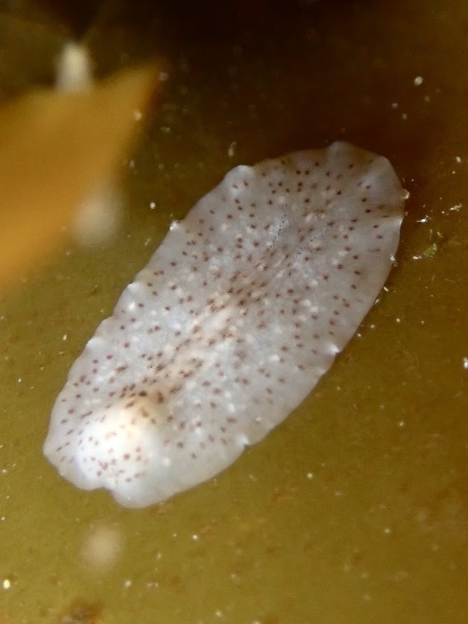 Latocestidae