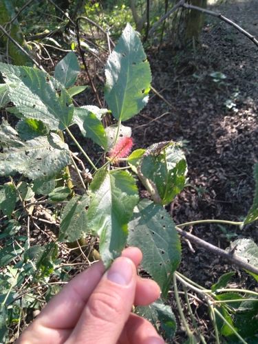 Acalypha communis (Acalypha communis)