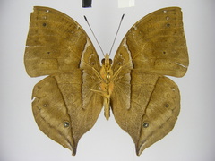 Kallimoides rumia rattrayi