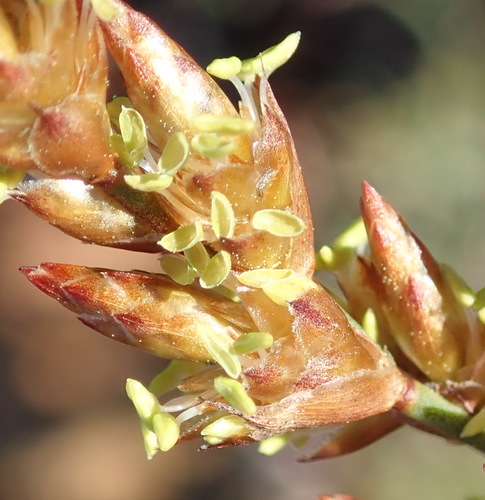 Image of Restio vimineus by (c) Nicola van Berkel, some rights reserved (CC BY-SA)