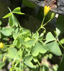 Oxalis stricta