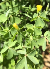 Oxalis stricta