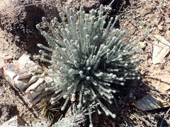 Phylica willdenowiana