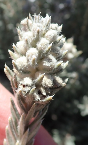 Image of Phylica mundii by (c) Nicola van Berkel, some rights reserved (CC BY-SA)