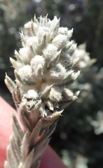 Phylica willdenowiana