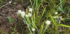 Allium canadense var. canadense image