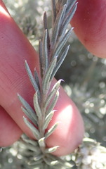 Phylica willdenowiana