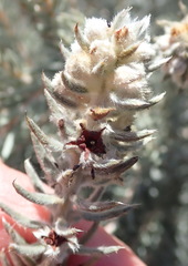 Phylica willdenowiana