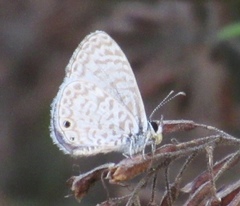 Leptotes cassius cassidula