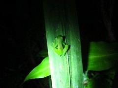 Espadarana prosoblepon