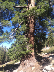 Pinus monticola