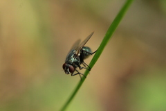 Eudasyphora