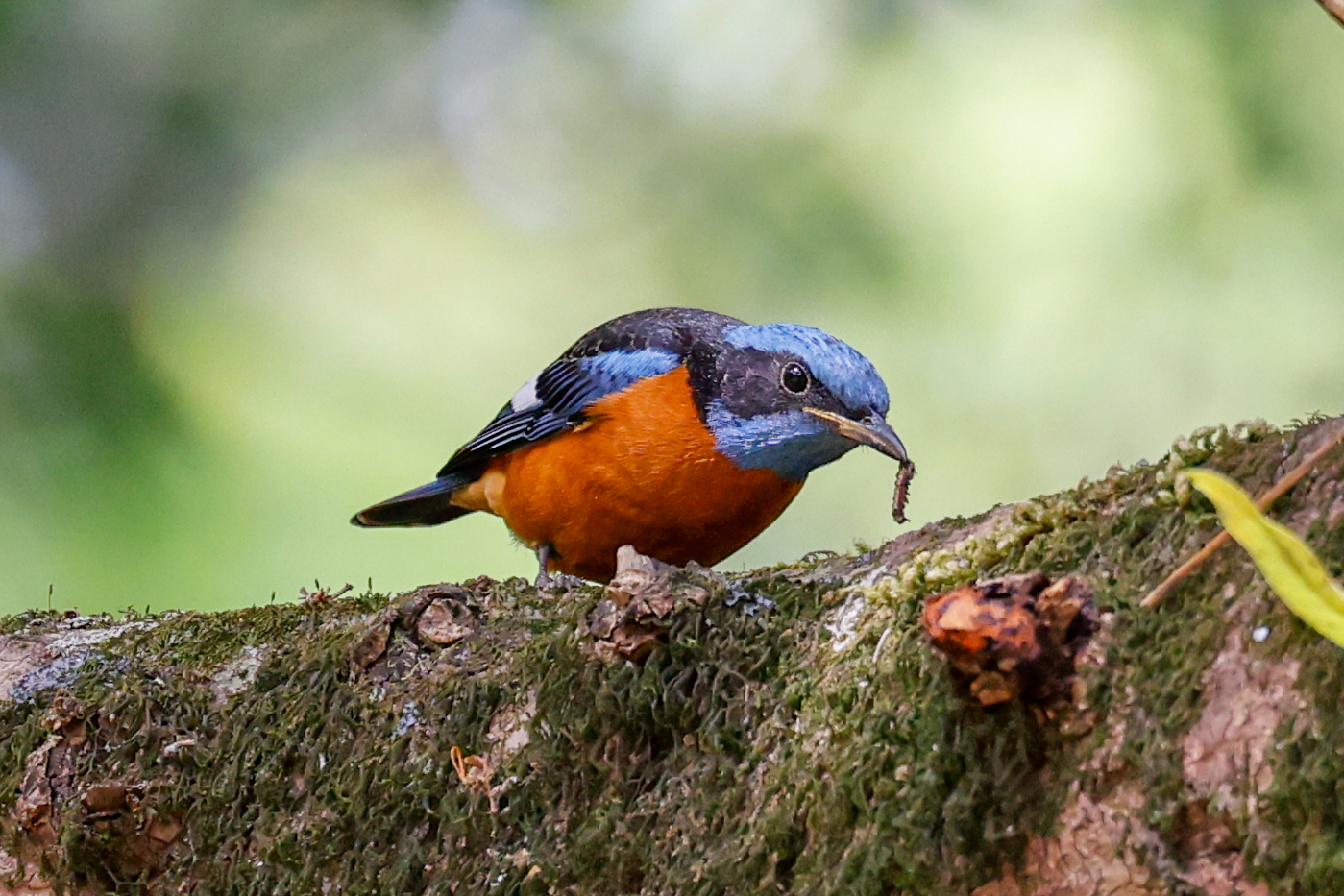 Blue-capped Rock Thrush (Monticola cinclorhyncha)
