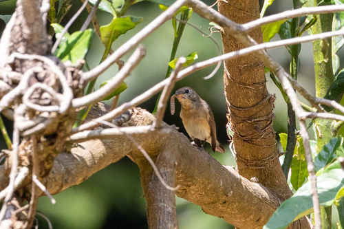 Kashmir Flycatcher (Ficedula subrubra), photo 10