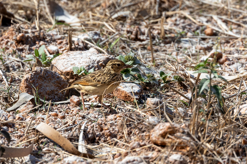 Jerdon's Bush Lark (Plocealauda affinis), photo 6