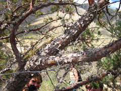 Plestiodon obsoletus