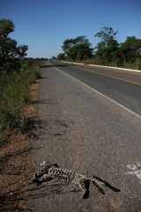 Leopardus pardalis mitis