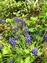Muscari armeniacum