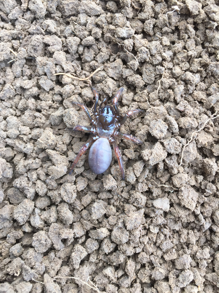 Myrmekiaphila jenkinsi