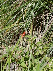 Erythranthe verbenacea