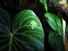 Espadarana prosoblepon