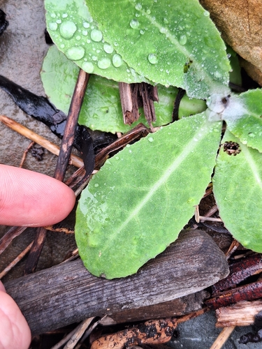 Image of Sonchus kirkii by (c) Oscar Dove, some rights reserved (CC BY)