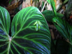 Espadarana prosoblepon