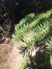 Abies magnifica