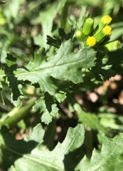 Senecio vulgaris
