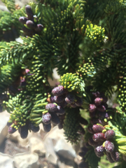 Abies magnifica