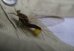Ephemerella subvaria